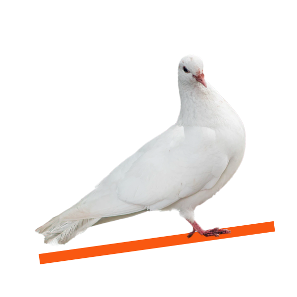 Freiheit_taube_transparent